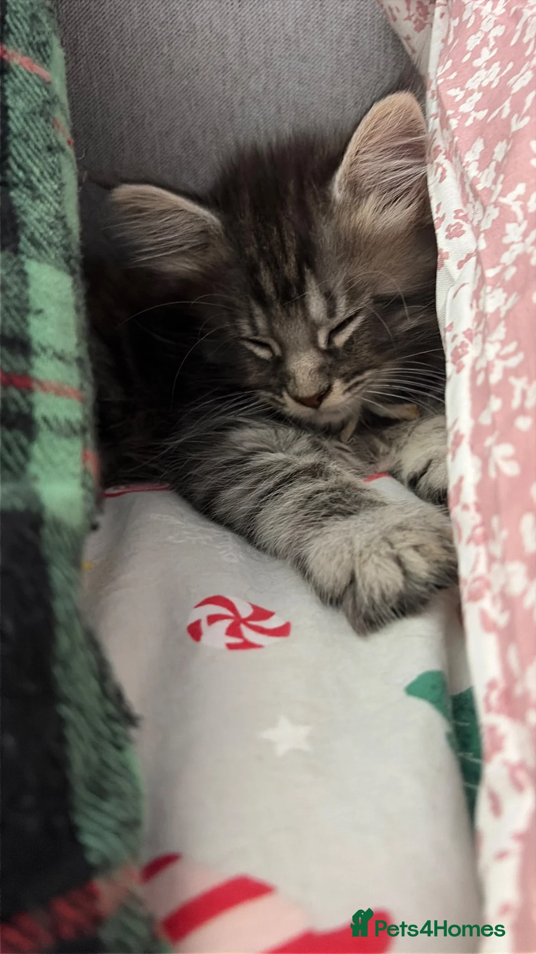 Maine Coon cats for sale: Maine coon cross - Advert 9