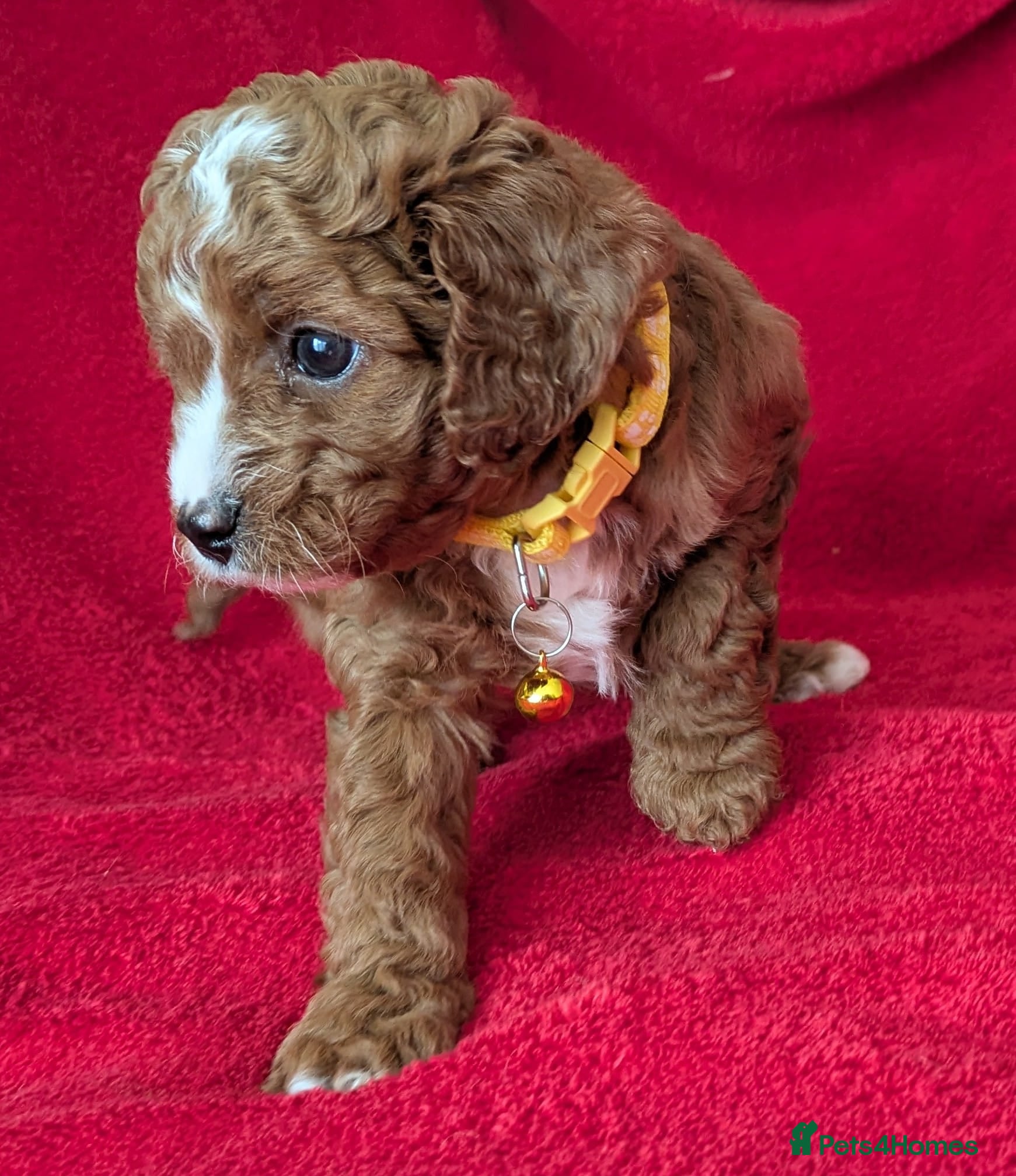 Cavapoo dogs Adorable Cavapoo Puppies From Licensed Breeder - Advert 1