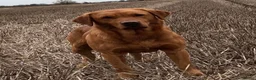 Labrador Retriever dogs for sale: Adorable Labrador puppies for sale in Ludlow - Advert 2