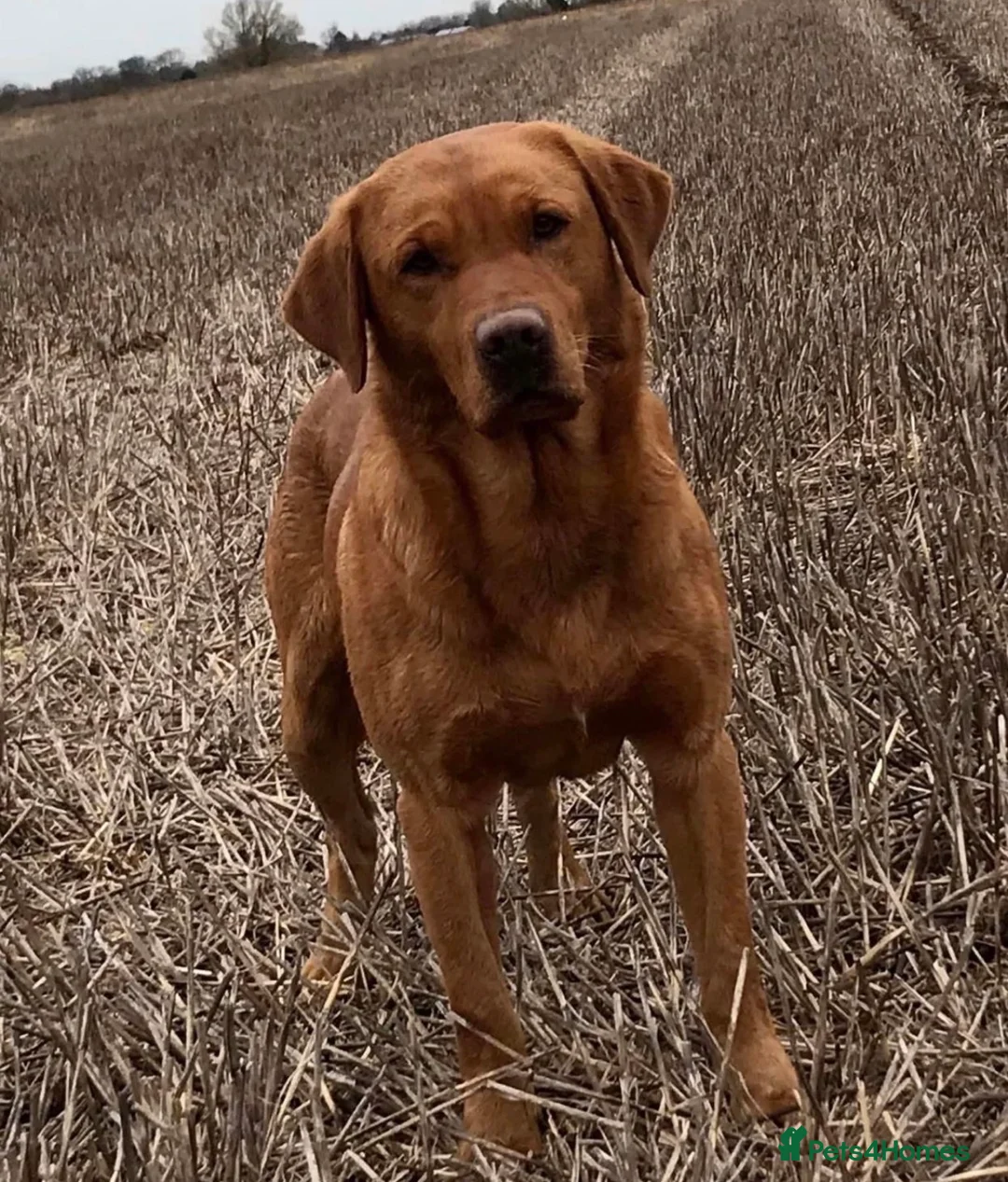 Labrador Retriever dogs for sale: Adorable Labrador puppies for sale in Ludlow - Advert 2