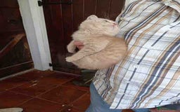 British Shorthair cats for sale: Cream Friendly kitten - Image 7