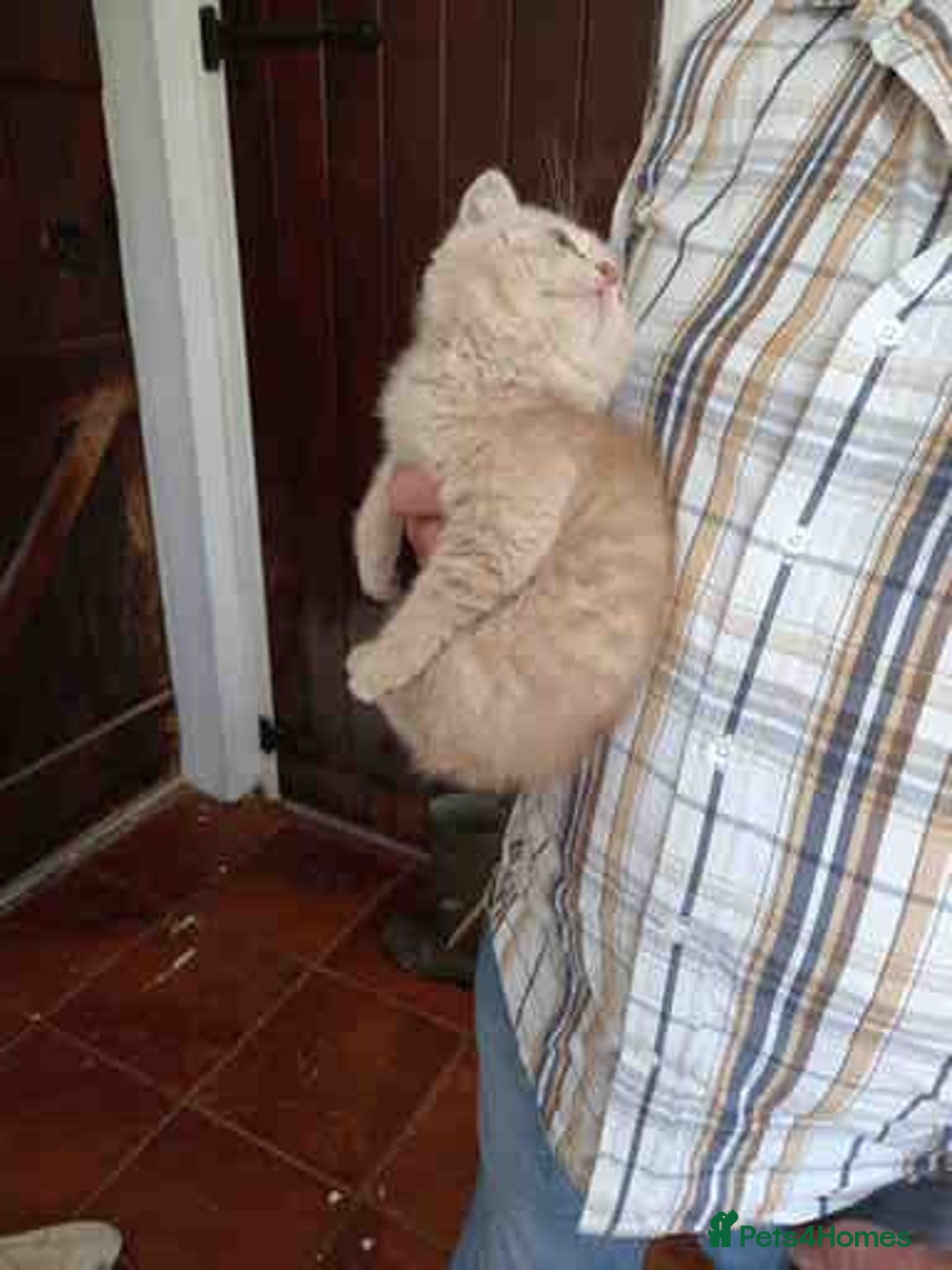 British Shorthair cats for sale: Cream Friendly kitten - Image 7