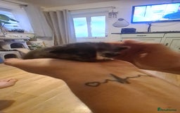 Mixed Breed cats for sale: Beautiful mixed breed kittens  - Advert 9