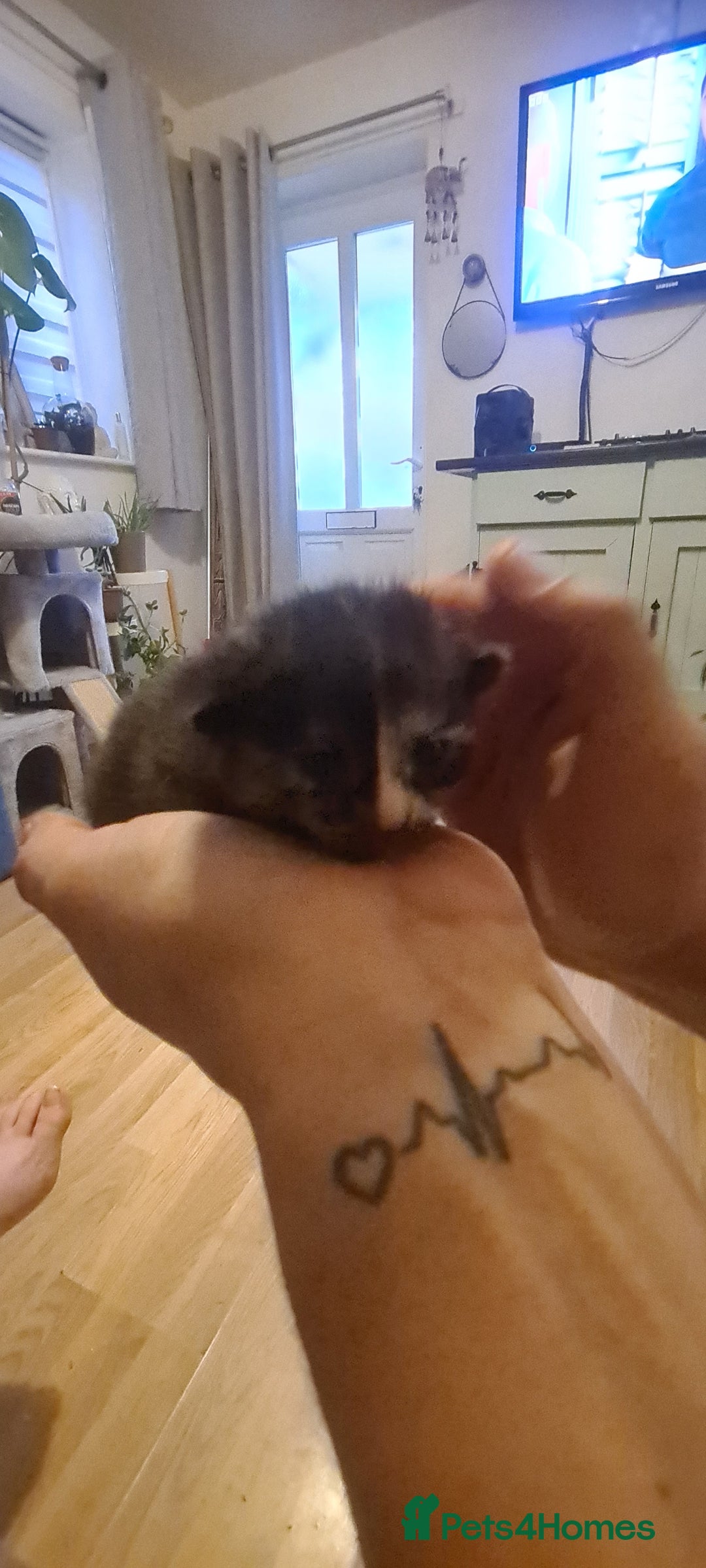 Mixed Breed cats for sale: Beautiful mixed breed kittens  - Advert 9