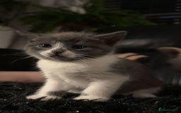 Mixed Breed cats for sale: Beautiful fluffy kittens for sale - Image 12