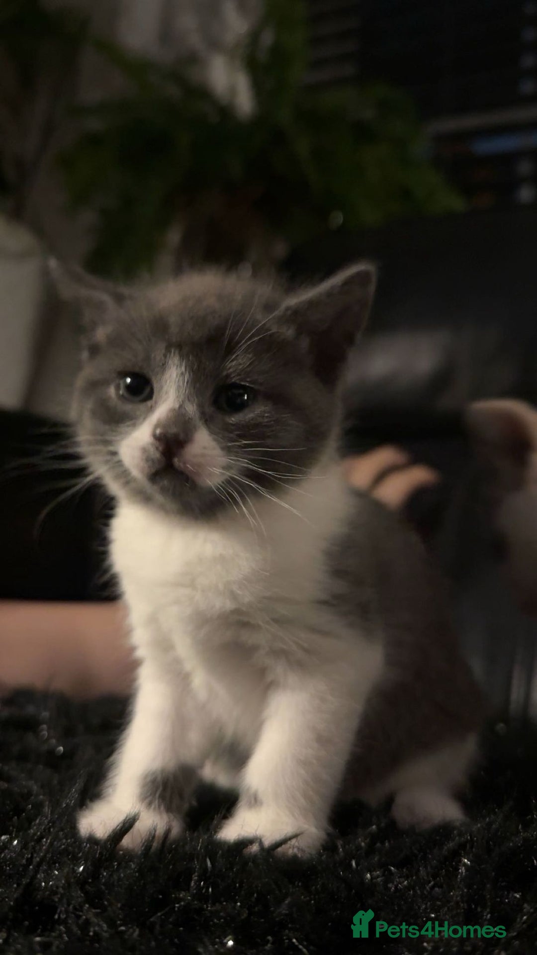 Mixed Breed cats for sale: Beautiful fluffy kittens for sale - Image 12