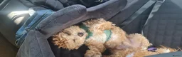 Maltipoo dogs for stud: Romeo has arrived 😍  in Brentwood - Advert 6