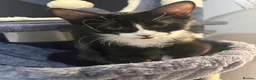 Mixed Breed cats for sale: Three beautiful female kittens! - Advert 16