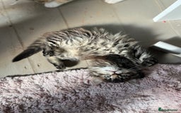 Mixed Breed cats for sale: Tabby boy  - Image 6