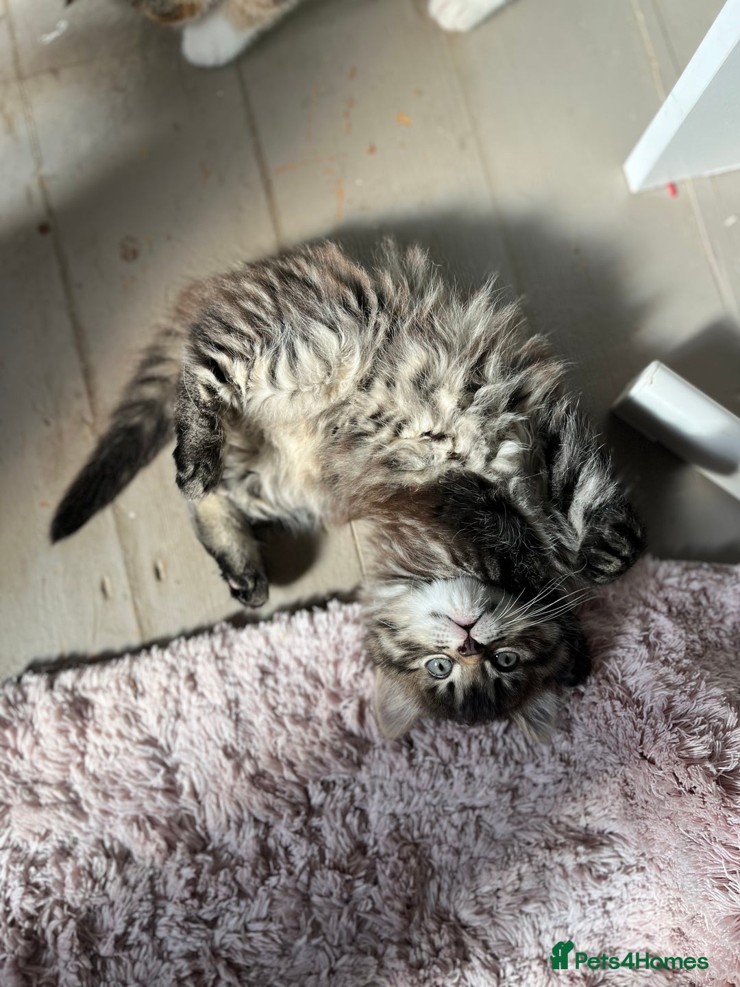 Mixed Breed cats for sale: Tabby boy  - Image 6