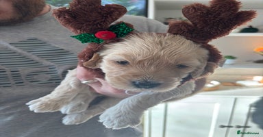 Mini Goldendoodle dogs F2 mini golden doodle puppies.  - Advert 5