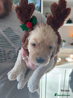 Mini Goldendoodle dogs F2 mini golden doodle puppies. - Advert 2