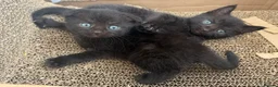 Scottish Fold cats for sale: Scottish Fold Mix Kitten  - Advert 39