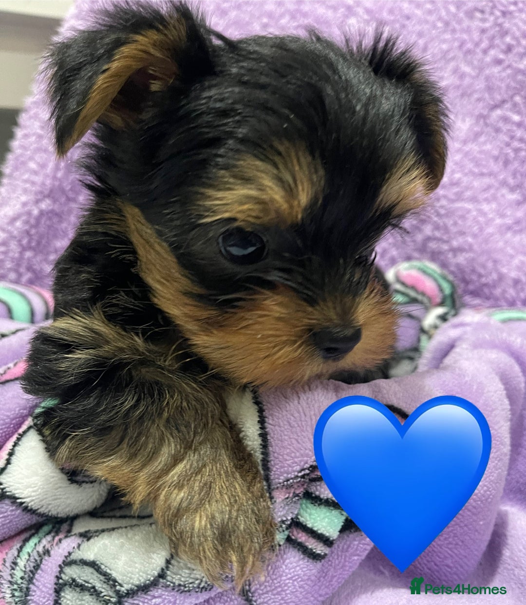 Yorkshire Terrier dogs for sale: Mini Yorkshire Terrier puppies - Advert 6