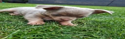 Chihuahua dogs for sale: Chihuahua boys - Advert 2