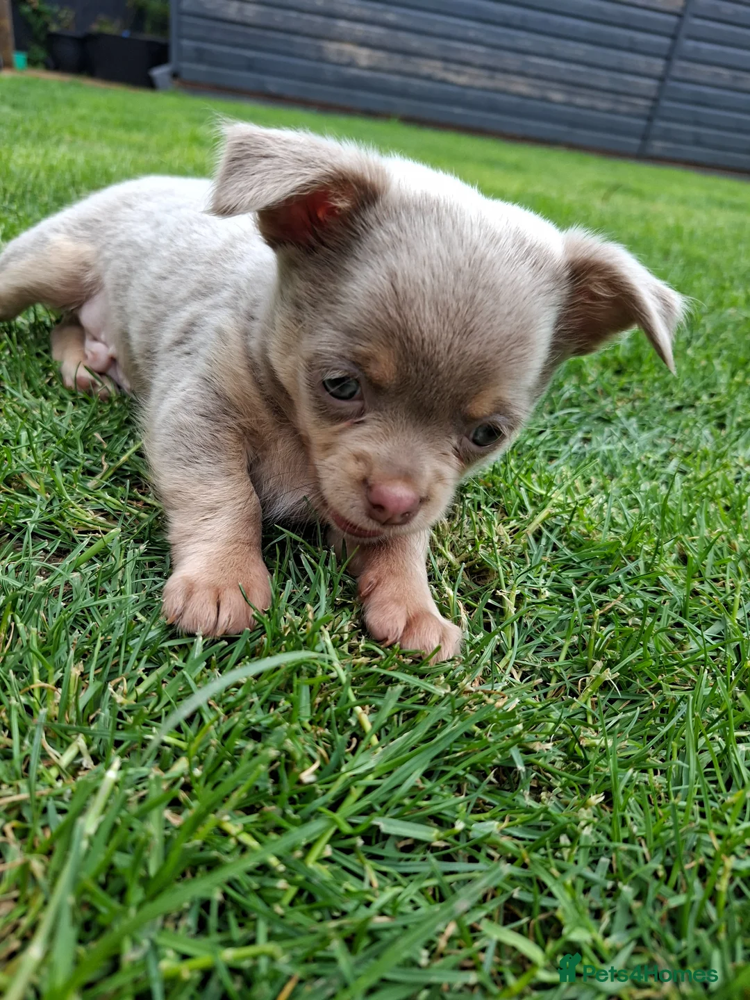 Chihuahua dogs for sale: Chihuahua boys - Advert 2