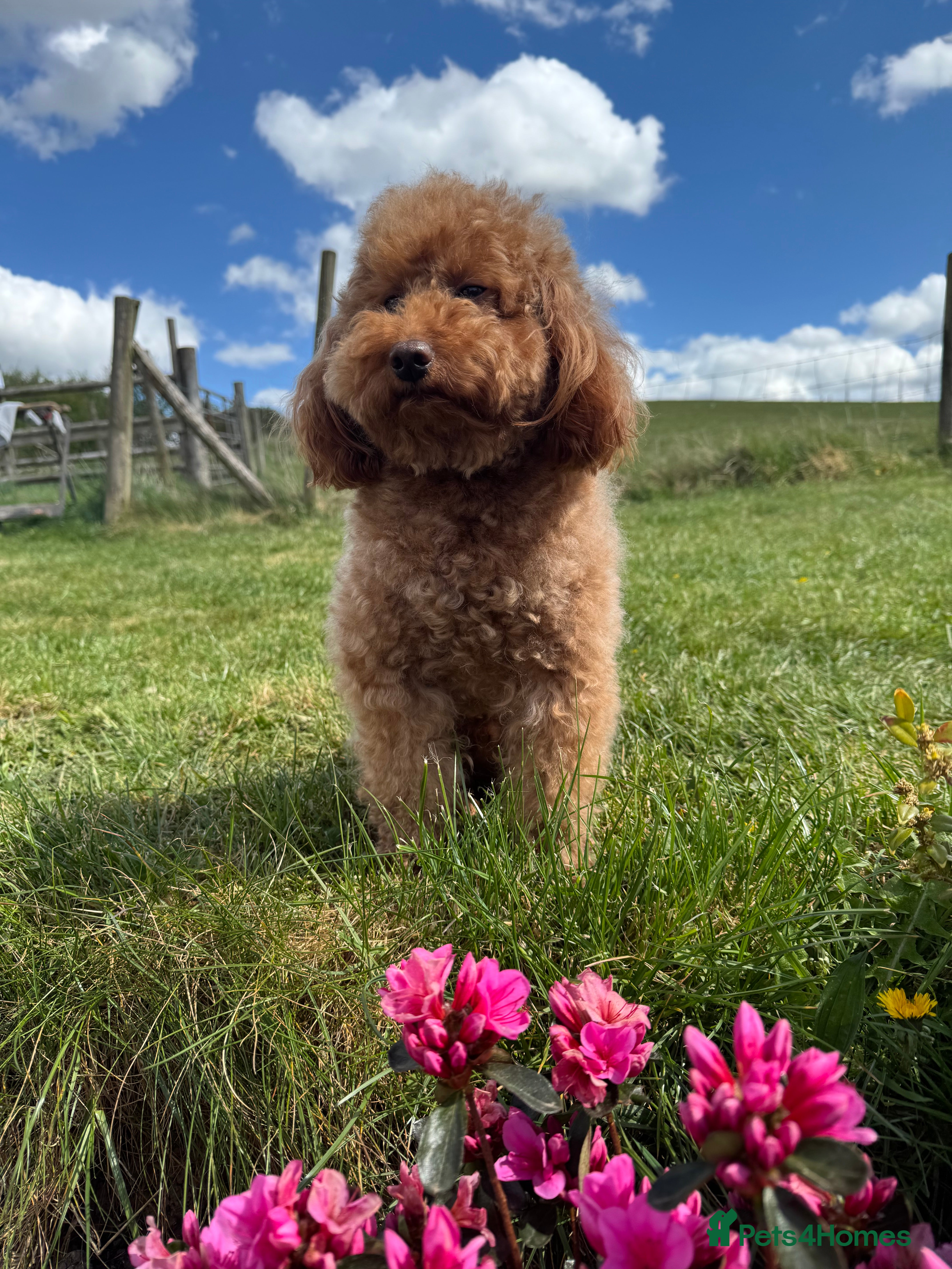 Miniature Poodle dogs Stunning Red K.C Mini Poodle for Stud in Stratford-upon-Avon - Advert 1