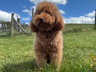Miniature Poodle dogs Stunning Red K.C Mini Poodle for Stud in Stratford-upon-Avon - Advert 1