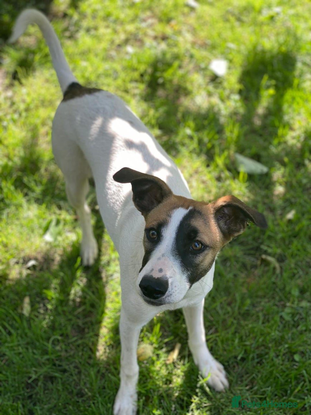 Mixed Breed dogs for adoption: 💖🐶 ZAYKA 🐶💖 - Image 4