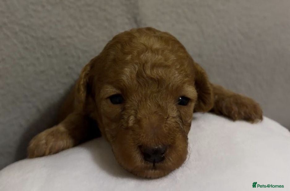 Toy Poodle dogs Beautiful Toy Poodle Puppies Available - Advert 1