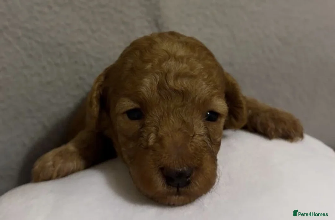 Toy Poodle dogs for sale: Beautiful Toy Poodle Puppies Available - Advert 1