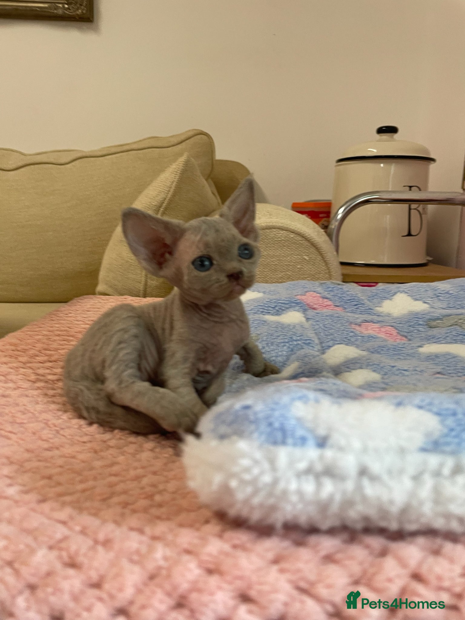 Devon Rex cats Stunningly beautiful  lilac boy - Advert 3