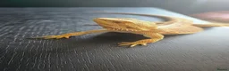 Bearded Dragon reptiles for sale: Bearded dragon & setup  - Advert 6