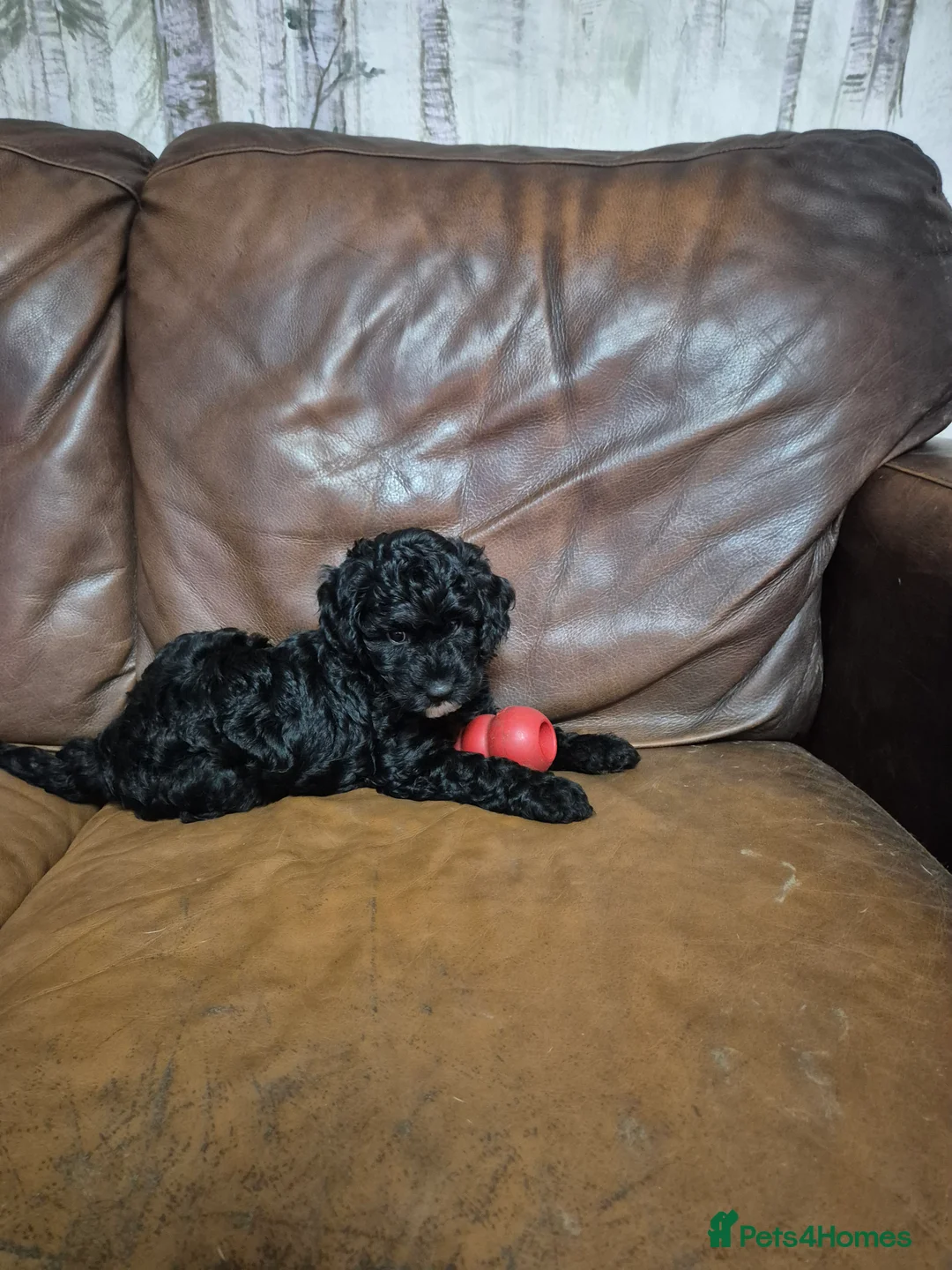 Cockapoo dogs for sale: Cockerpoo / cockapoo - Advert 9