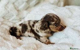 Miniature Dachshund dogs for sale: Long haired dachshund  - Image 13