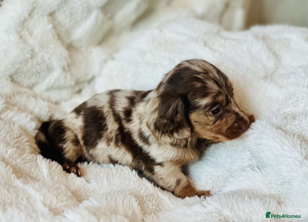 Miniature Dachshund dogs for sale: Long haired dachshund  - Image 13
