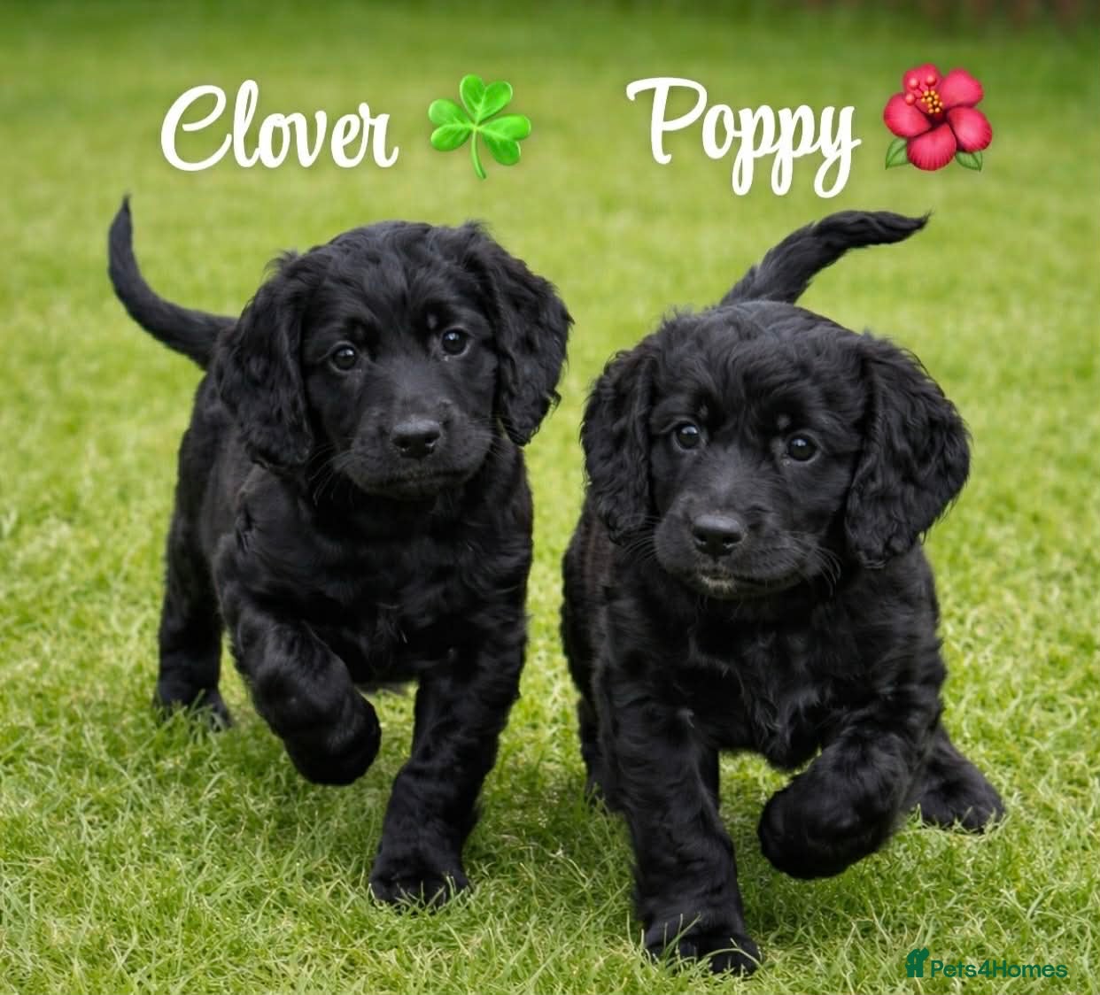 Cockapoo dogs F1b cockapoos READY TO GO only 2 left - Advert 1