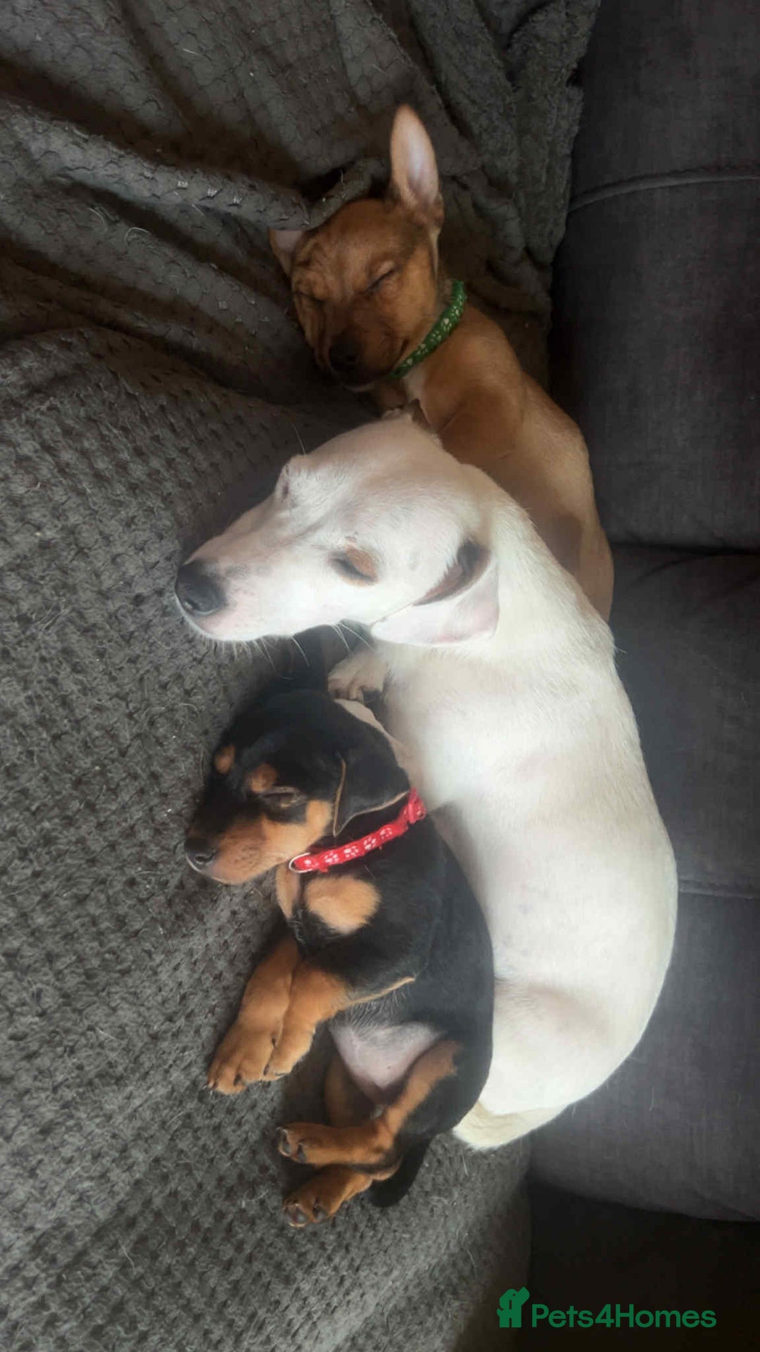 Jack Russell dogs for sale: Jack russell pups - Image 7