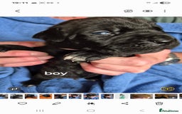 Cane Corso dogs for sale: Cane Corso Pups  - Image 2
