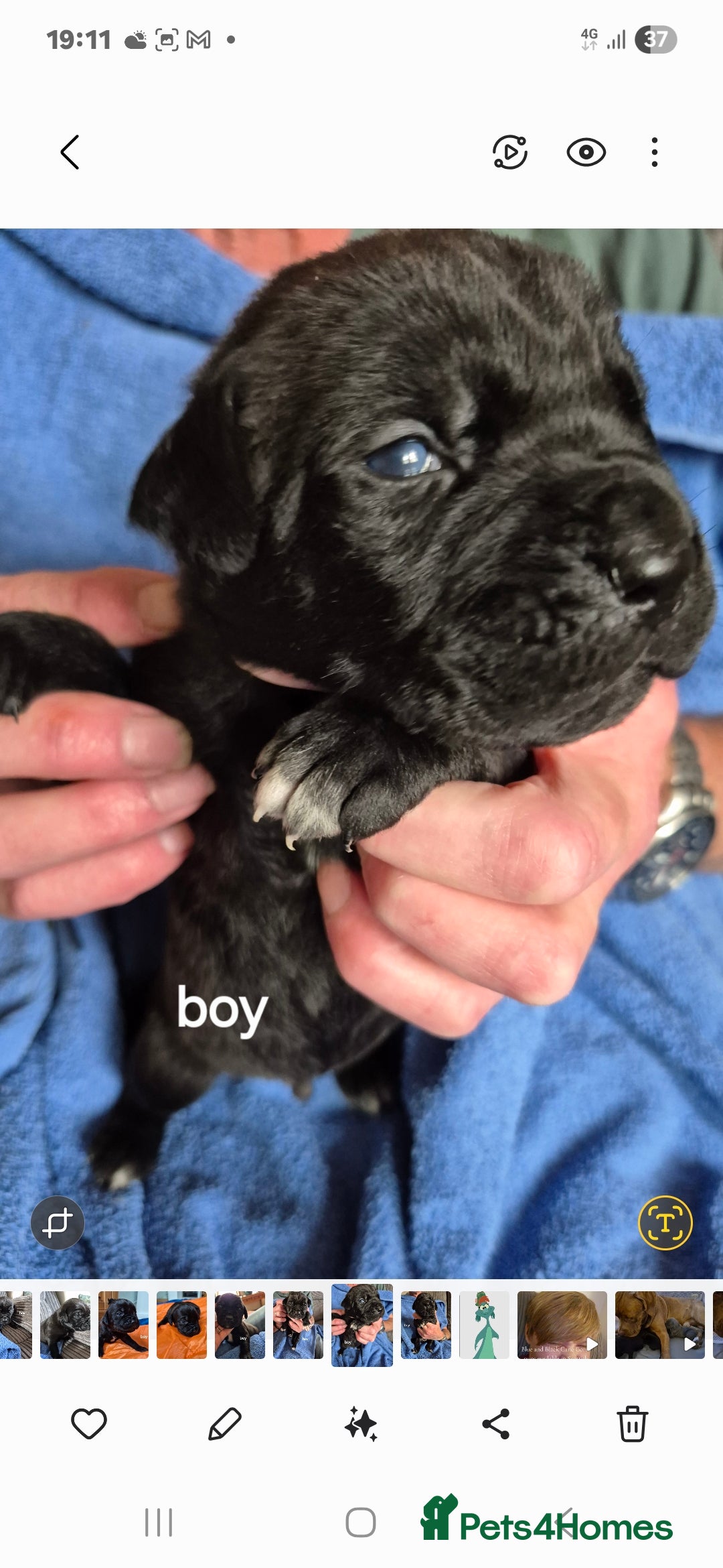 Cane Corso dogs for sale: Cane Corso Pups  - Image 2