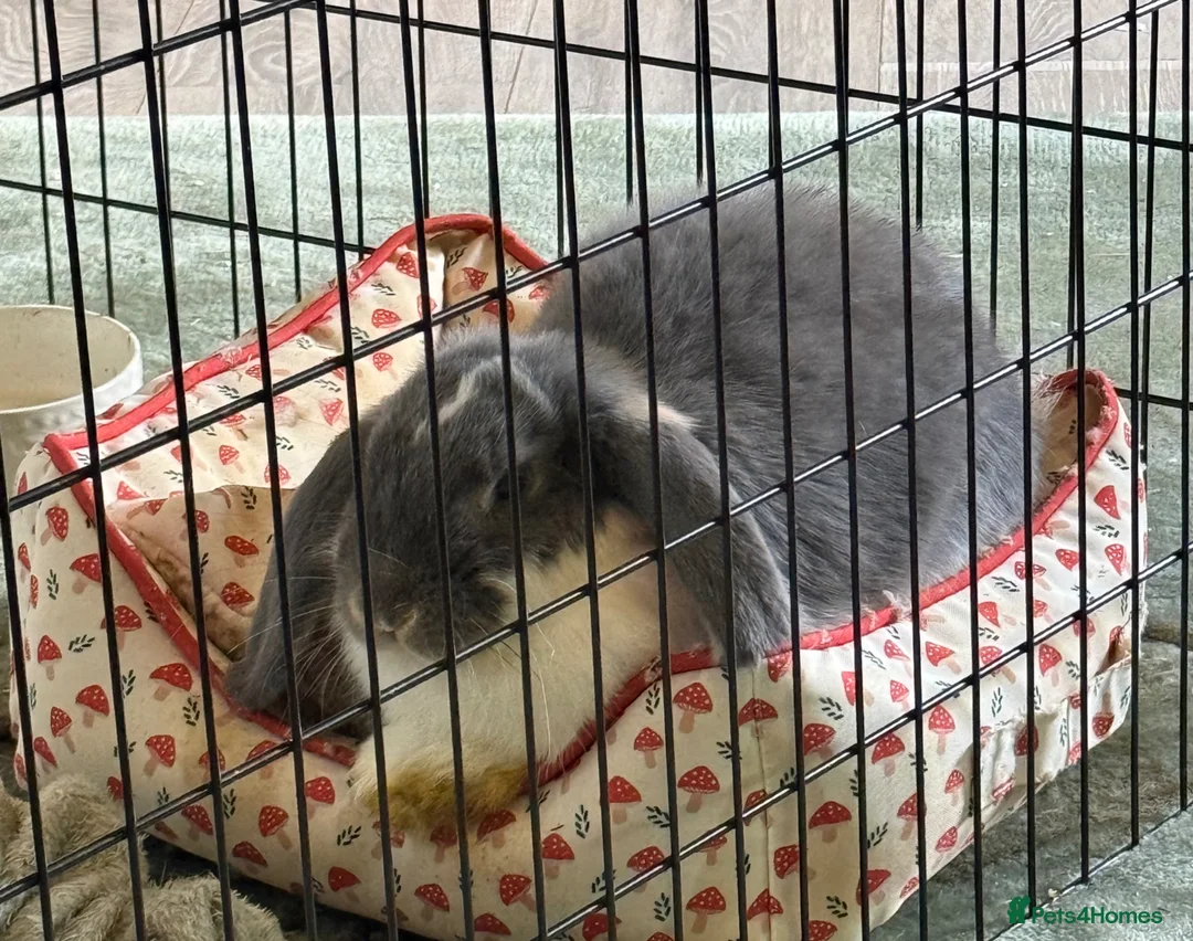 Mini Lop rabbits for sale: Boy and girl mini pop 7 weeks old  in Yeovil - Advert 5