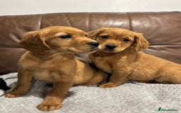 Cocker Spaniel dogs for sale: RED & BLACK COCKER SPANIEL PUPPIES READY NOW 🐶🧡  - Image 8