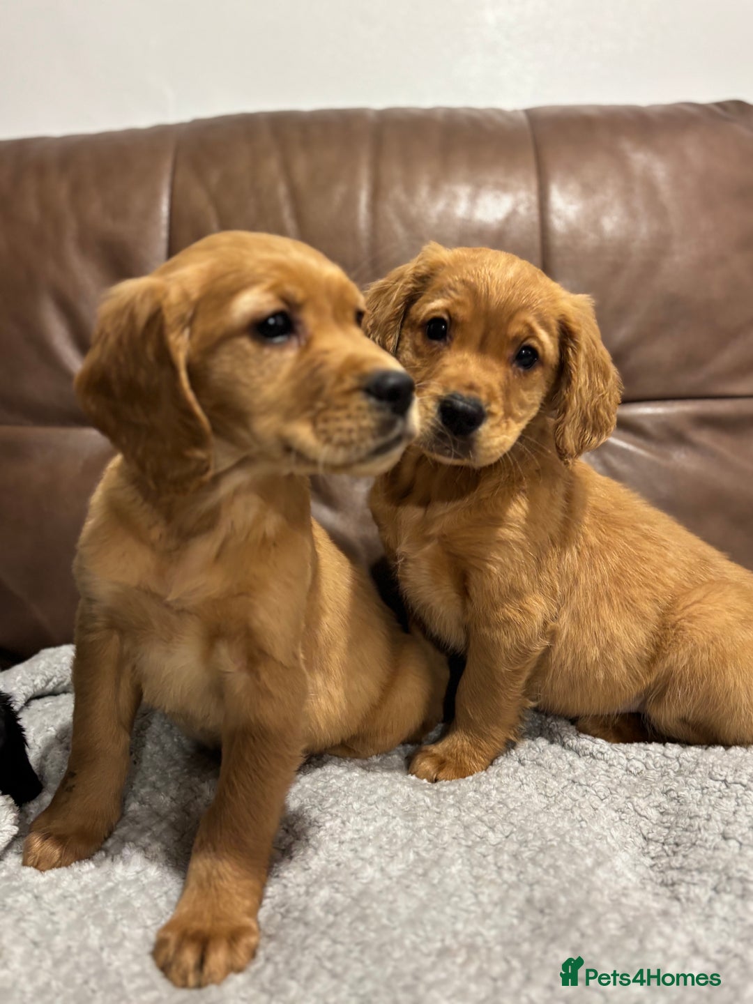 Cocker Spaniel dogs for sale: RED & BLACK COCKER SPANIEL PUPPIES READY NOW 🐶🧡  - Image 8