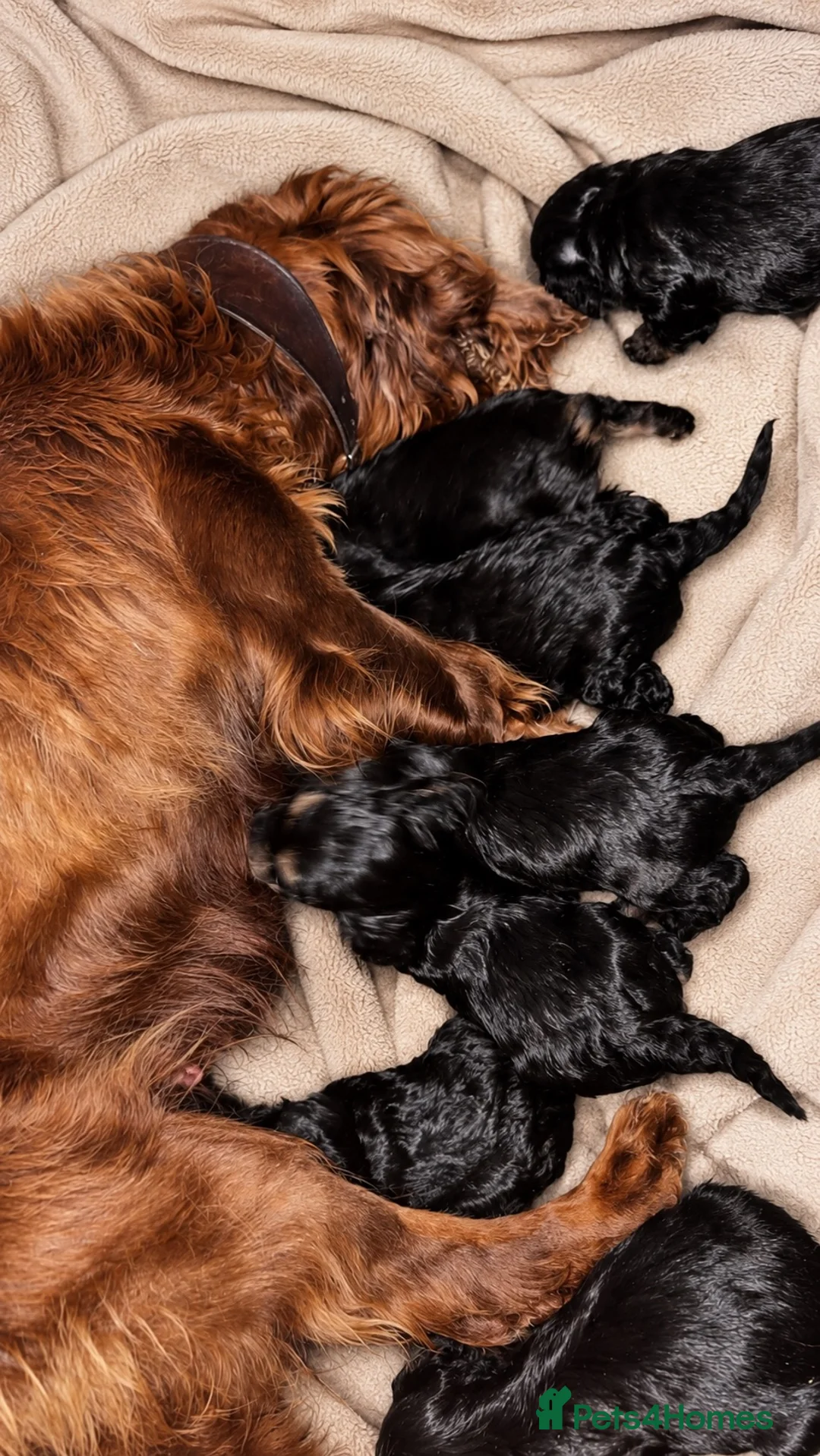 Cockapoo dogs for sale: Last 4 beautiful cockapoo puppies 🏡 - Advert 5