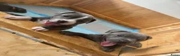 Staffordshire Bull Terrier dogs for sale: Beautiful Pure English Blue Staffys pups for sale - Advert 3