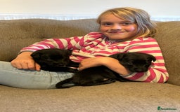 Mixed Breed dogs for sale: Lab x collie bitch  - Image 7