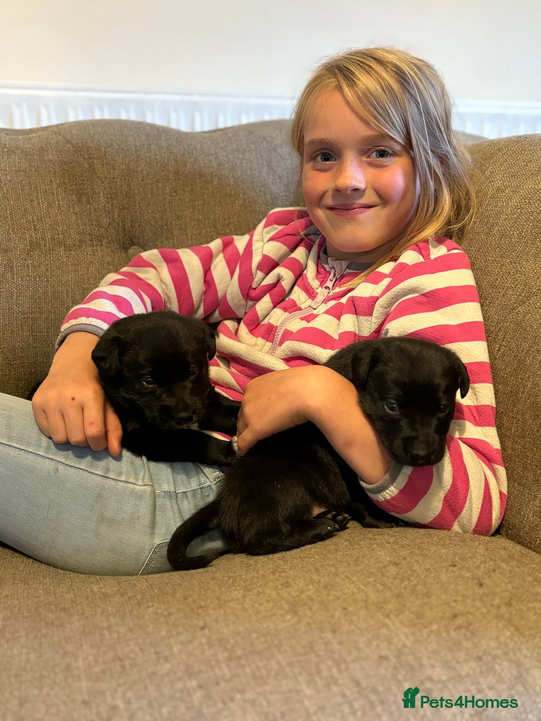 Mixed Breed dogs for sale: Lab x collie bitch  - Image 7