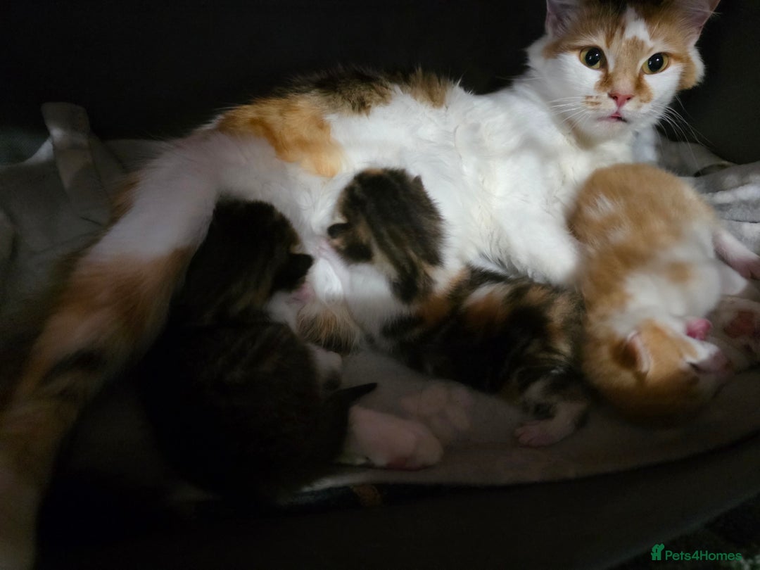 Mixed Breed cats for sale: Beautiful Fluffy Kittens 2 Boys 1 Girl - Image 9