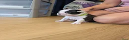 Boston Terrier dogs for sale: Boston Terrier Puppies  in Port Talbot - Advert 15
