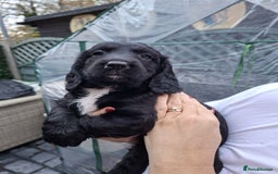 Sprocker dogs for sale: Black beauty  - Advert 7