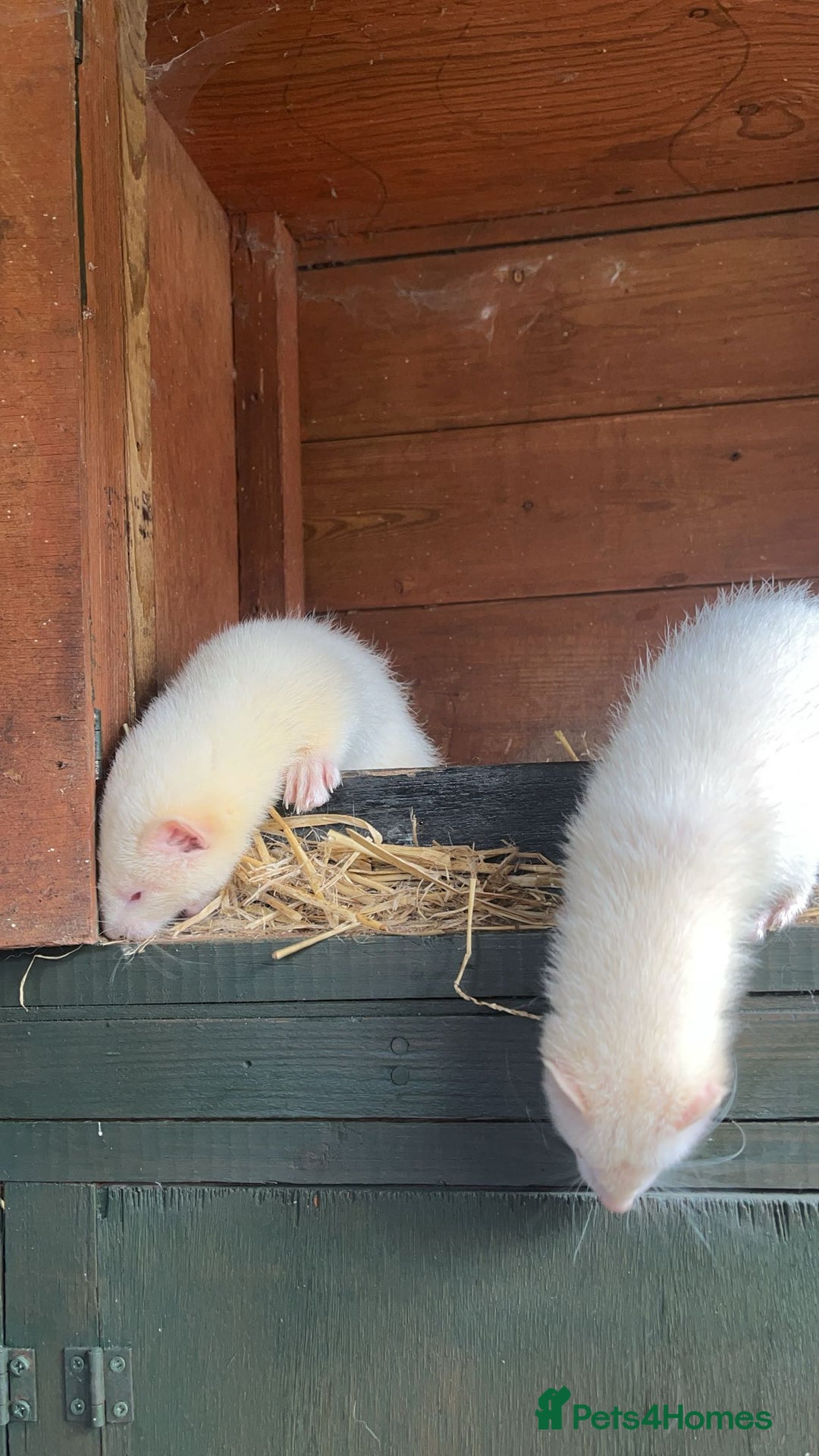 Ferret rodents for sale: ferret kits for sale  - Image 2