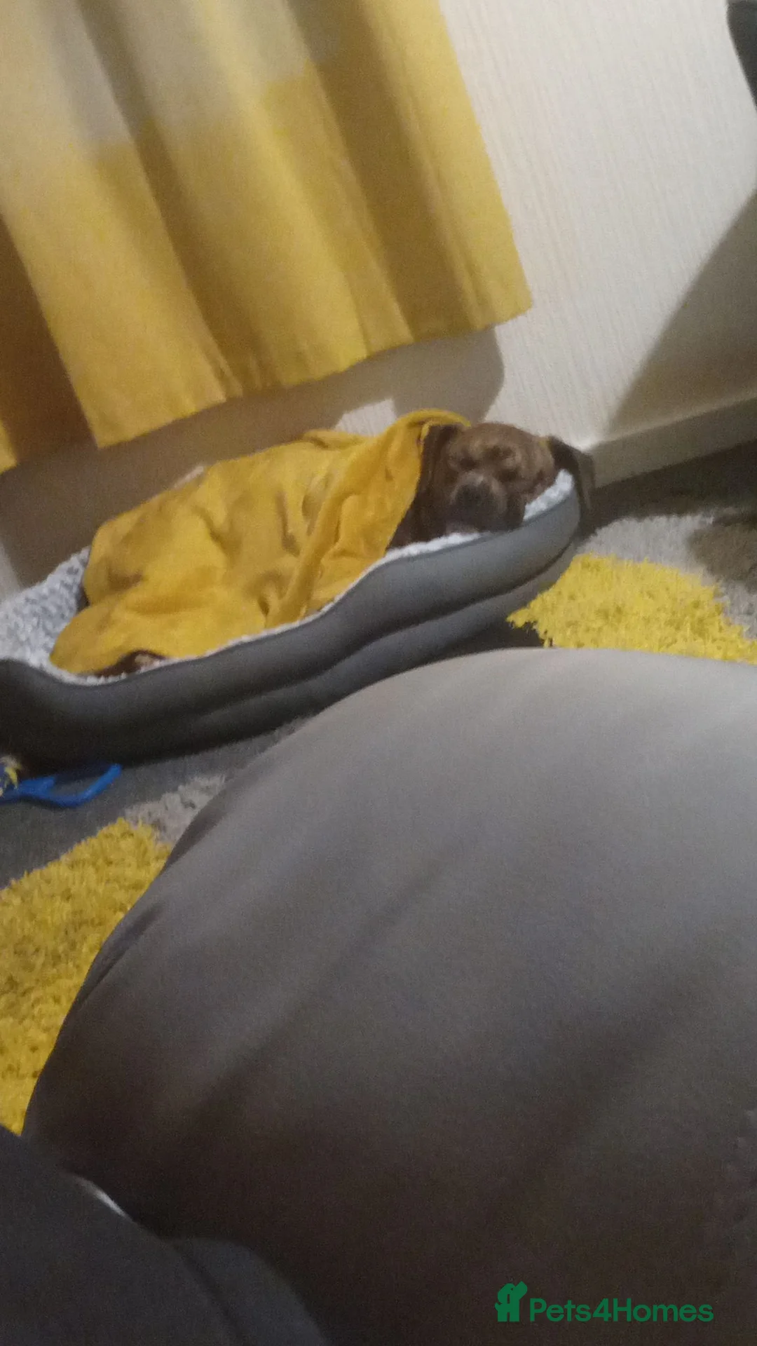 Mixed Breed dogs for sale: Beautiful Friendly Mixed Breed Male Billy in Edinburgh - Advert 8