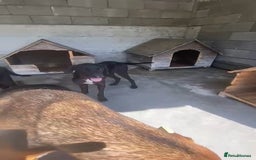 Pointer dogs for adoption: Emu, 8 months approx. Available for adoption. - Image 2