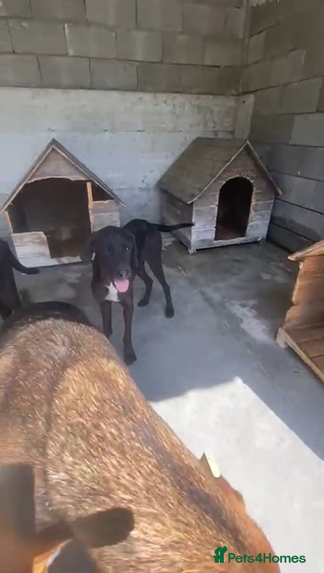Pointer dogs for adoption: Emu, 8 months approx. Available for adoption. - Image 2