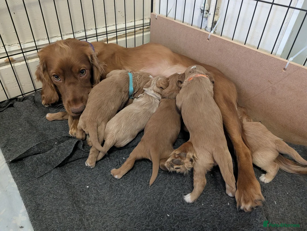 Sprocker dogs for sale: Beautiful sprocker babies! - Advert 8