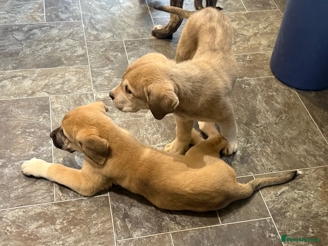 Mastiff dogs for sale: Registered Spanish mastiff puppies  - Advert 18